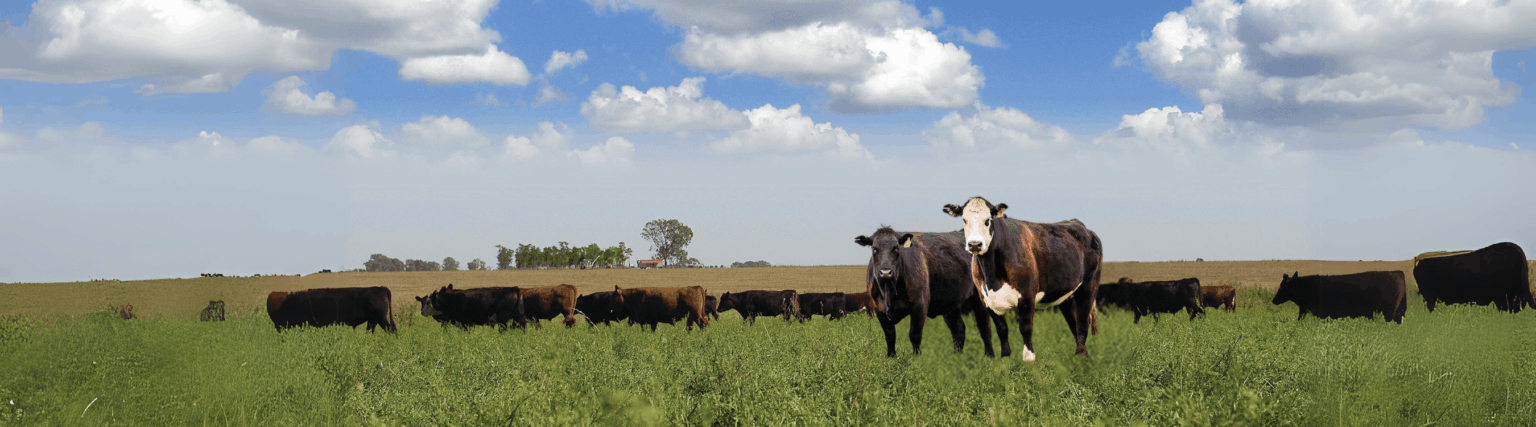 carnes_black_angus_carnes_argentinas_asado_argentinos_bife_de_chorizo_rincon_gaucho_productos_argentinos_importardora_distribuidora_carne_argentina_españa_europa