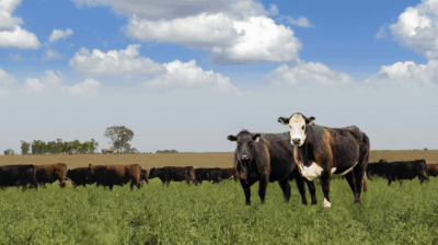 carnes_black_angus_carnes_argentinas_asado_argentinos_bife_de_chorizo_rincon_gaucho_productos_argentinos_importardora_distribuidora_carne_argentina_españa_europa