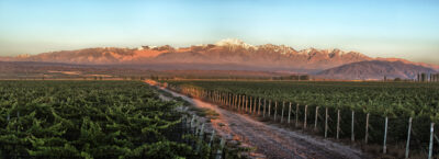 vinos_argentinos_bodegas_argentinas_malbec_patagonia_productos_argentinos_restaurantes_parrillas_argentinas_vinotecas_españa_europa