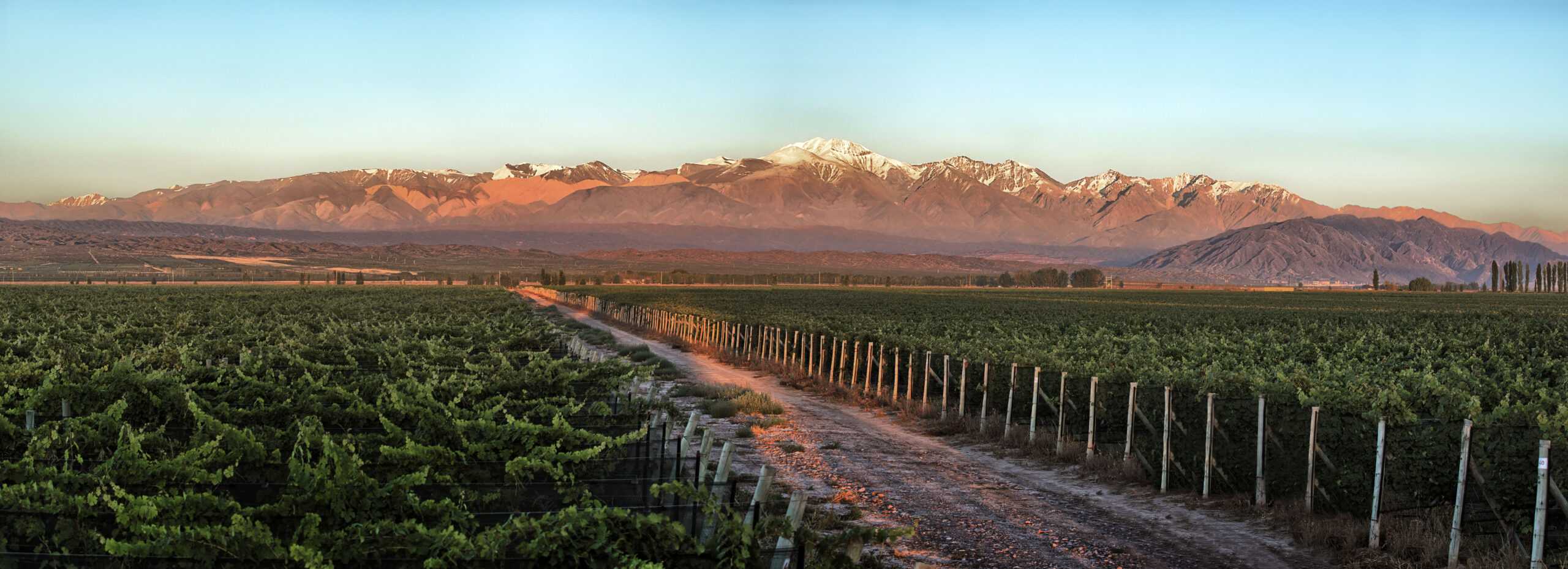 La trazabilidad: el nuevo secreto que impulsa al vino argentino