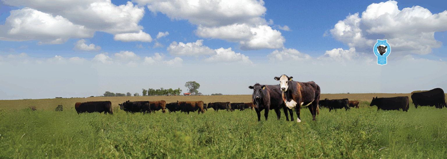 carne argentina _ cortes argentinos _ bife ancho _ campeonato mundial de carnes _ carne Angus _ importador de carne argentina _ Rincón Gaucho _ carne argentina en Europa _ carne argentina en España _ proveedores de carne argentina
